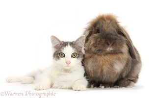 Silver-and-white female cat and Lionhead-cross rabbit