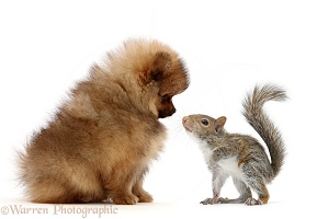 Young Grey Squirrel and Pomeranian puppy