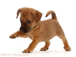 Brown Jack Russell x Border Terrier puppy