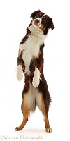 Red tricolour Mini American Shepherd standing up on hind legs