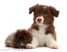 Chocolate Border Collie pup and shaggy Guinea pig