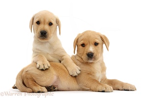 Two cute Yellow Labrador puppies lounging together
