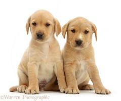 Two cute Yellow Labrador puppies sitting together
