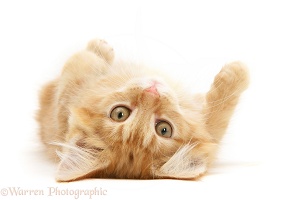 Ginger Maine Coon kitten rolling over