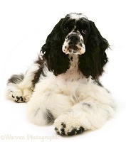 American Cocker Spaniel lying with head up