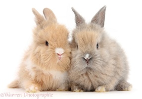 Two cute baby Lionhead bunnies sitting together