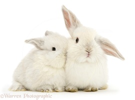 Two baby white rabbits