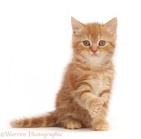 Sweet little ginger kitten offering a pawshake