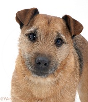 Border Terrier-cross dog portrait