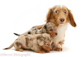 Silver dapple miniature Dachshund puppies with their mother