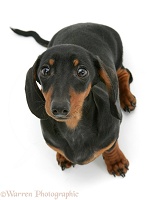 Black-and-tan miniature Dachshund looking up