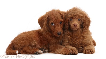 Red Poodle and Red Goldendoodle puppies