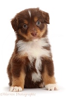 Chocolate tricolour Mini American Shepherd puppy