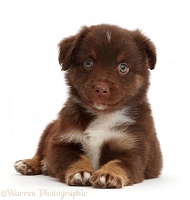 Chocolate Mini American Shepherd puppy