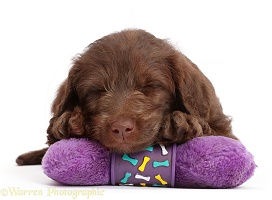 Chocolate Labradoodle puppy sleeping on a fluffy bone