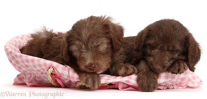 Chocolate Labradoodle puppies sleeping