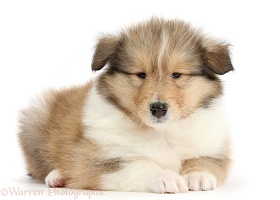 Sable Rough Collie puppy, 7 weeks old