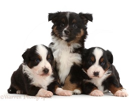 Three Mini American Shepherd puppies of different ages