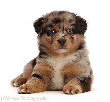 Mini American Shepherd puppy with raised paw