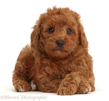 F1b toy goldendoodle puppy