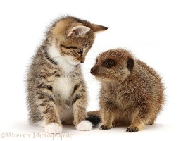 Cat and Meerkat
