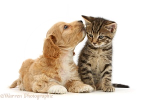 Cockapoo puppy whispering to tabby kitten
