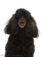 Black Poodle, 9 years old, portrait