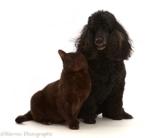 Chocolate Bombay x Burmese Male cat, and black Poodle
