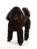 Black Poodle, 9 years old, standing
