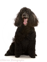 Black Poodle, 9 years old, yawning