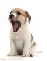 Jack Russell x Bichon puppy yawning