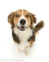 Border Collie dog smiling