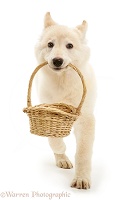 White Alsatian puppy carrying a basket