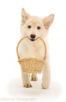 White Alsatian puppy carrying a basket