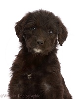 Black Labradoodle puppy, portrait