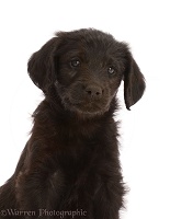 Black Labradoodle puppy, portrait