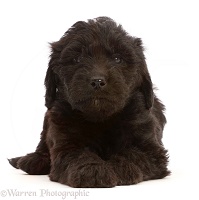 Black Labradoodle puppy