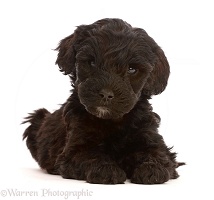 Black Labradoodle puppy