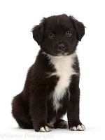Black-and-white Mini American Shepherd puppy