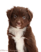 Chocolate-and-white Mini American Shepherd puppy