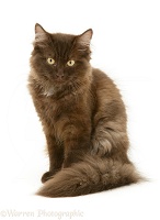 Chocolate fluffy cat