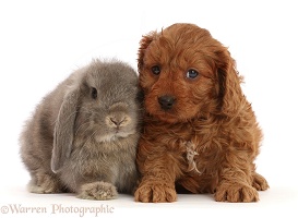 Red Cavapoo puppy, and grey Lop bunny