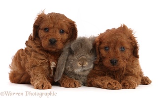 Red Cavapoo puppies, and grey Lop bunny
