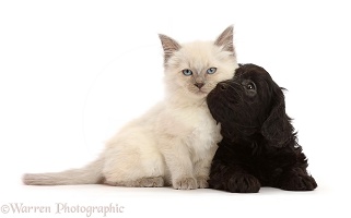 Black Cavapoo puppy, and Ragdoll cross kitten