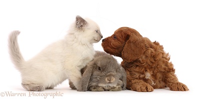 Red Cavapoo puppy, Ragdoll cross kitten and grey Lop rabbit