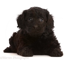 Black Cavapoo puppy, 7 weeks old