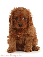Red Cavapoo puppy, 7 weeks old