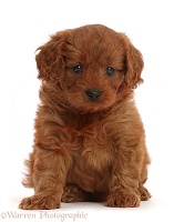 Red Cavapoo puppy, 7 weeks old