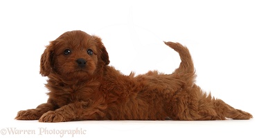 Red Cavapoo puppy lying stretched out