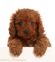 Red Cavapoo puppy, 7 weeks old, paws over